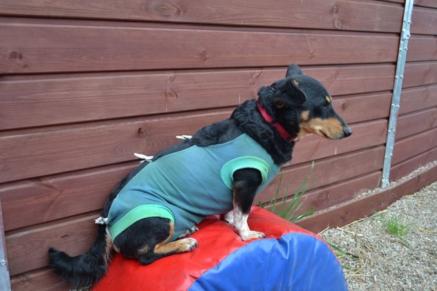 Oleśnica i okolice. Te psy i koty polecają się do adopcji [ZDJĘCIA, OPISY]