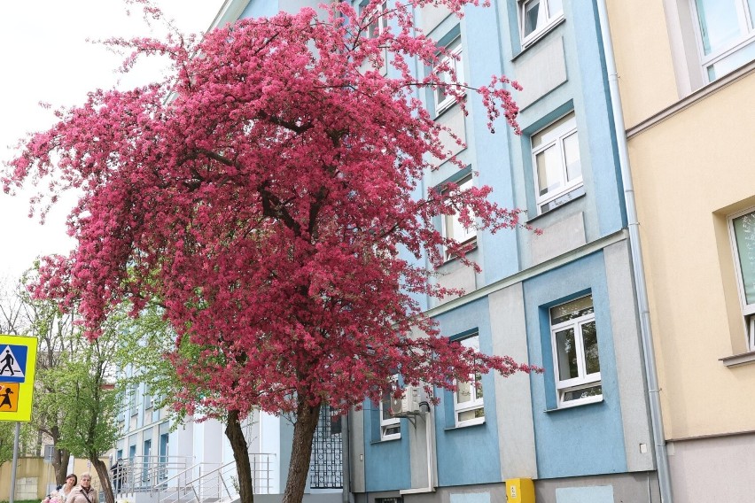 Jedno z uroczych drzew zakwitło przy ulicy Kościuszki.