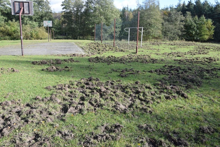 W Szczecinku dziki stołują się na boisku. Zamieniły je w istne pobojowisko [zdjęcia]