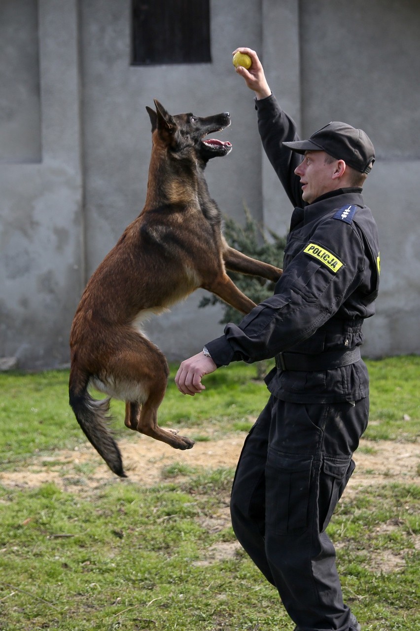 Psy małopolskiej policji