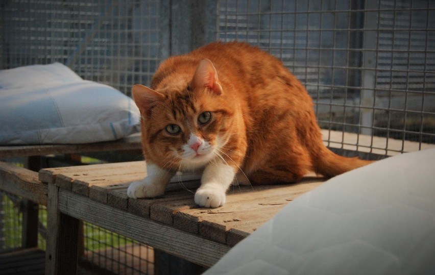 Koty do adopcji. Czekają na dom w koszalińskim „Leśnym Zakątku” [ZDJĘCIA]