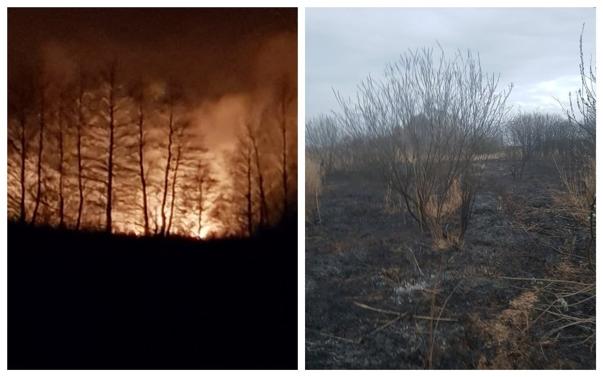 Podpalacz szaleje w powiecie włocławskim. Strażacy wyjeżdżają do pożarów nawet dwa razy dziennie [zdjęcia, wideo]