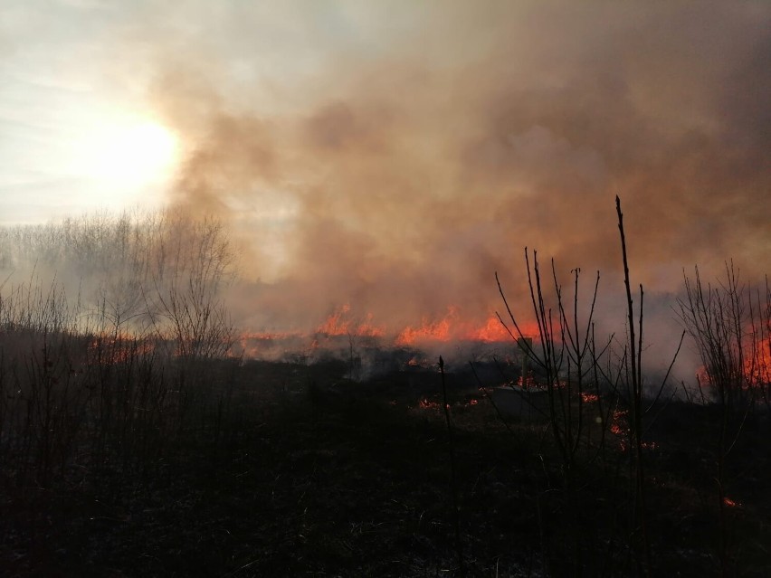 Pożar traw w Krygu i Lipinkach, 20 marca 2022 r