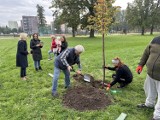 Drzewka młodych żaran. W parku przy ulicy Czerwonego Krzyża w Żarach posadzono nowe drzewka, które nazwano imionami dzieci