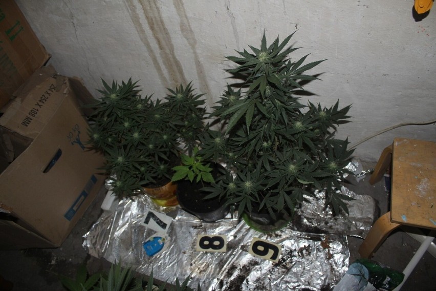 Policjanci zabezpieczyli marihuanę w Namysłowie.