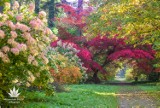 Feeria barw w Arboretum w Rogowie. Najlepszy moment na zwiedzanie tego niezwykłego miejsca! [ZDJĘCIA]