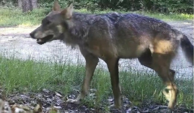 W gminie Maszewo są dwie watahy wilków, liczące ok. 15 osobników.