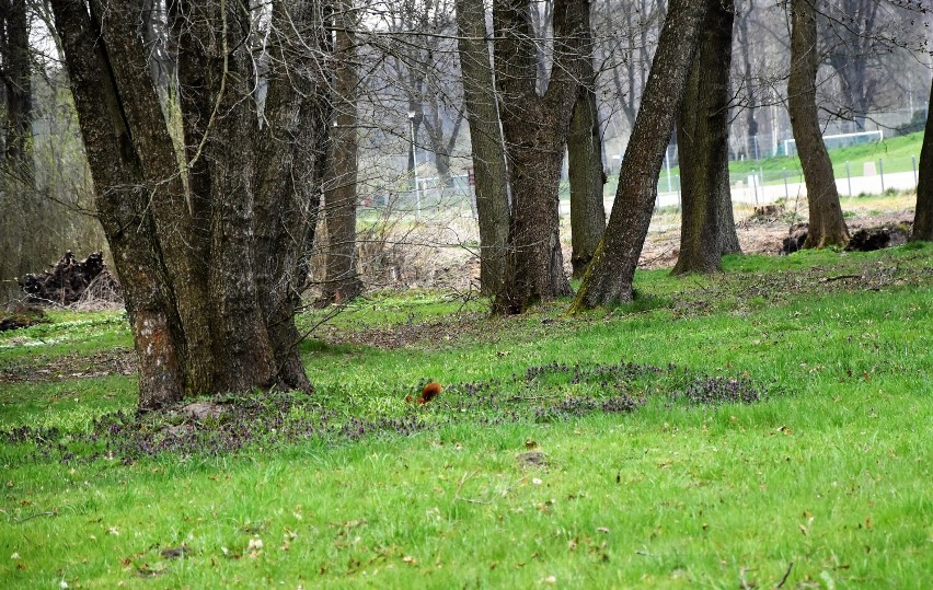 Wiewiórki w parku miejskim w Sławnie