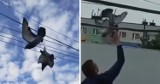 Makabra w Pszowie. Ktoś przywiązał gołębie do przewodów z prądem! Mieszkańcy ruszyli z pomocą