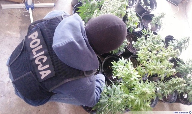 Policjanci odkryli plantację narkotyków