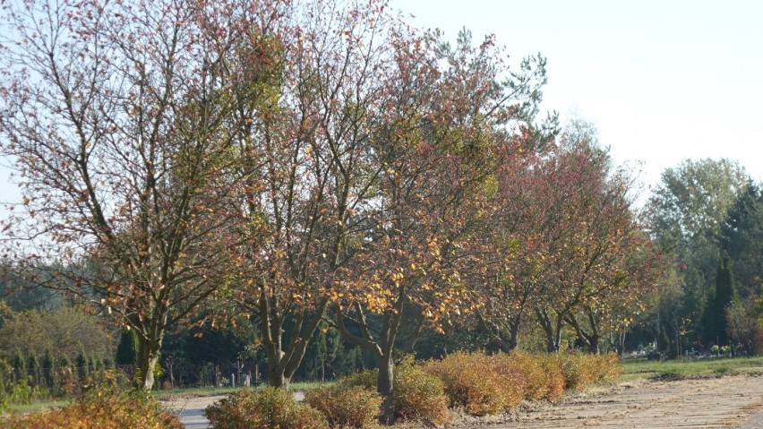 Piękna jesień w powiecie obornickim. Zobaczcie zdjęcia