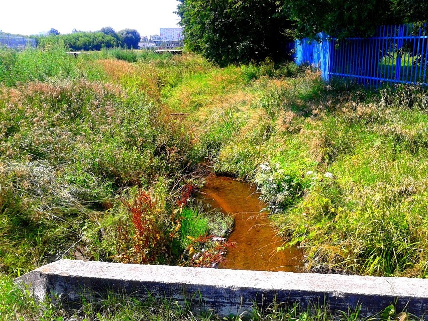 Struga Toruńska, Bacha po opadach deszczu znów płynie