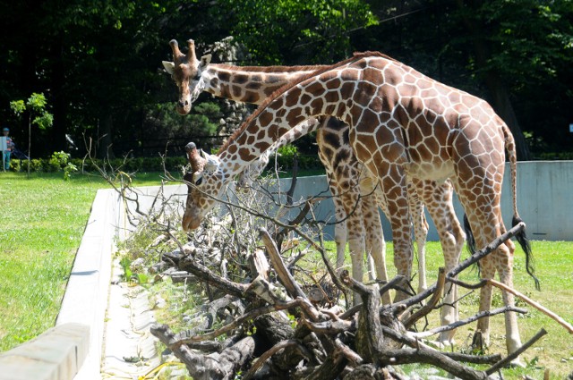 Zoo w Krakowie znów otwarte. Wielkie sprzątanie trwa