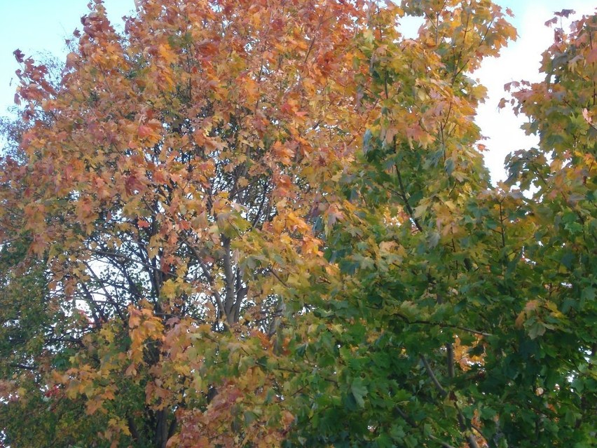 Opolska jesień - czekamy na Wasze zdjęcia