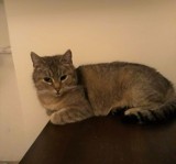W Jastrzębiu zaginęła kotka Zuzia! WIDZIAŁEŚ JĄ? Pomóż właścicielce