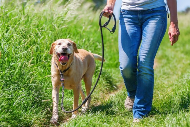Psy przebywające w schroniskach potrzebują spacerów