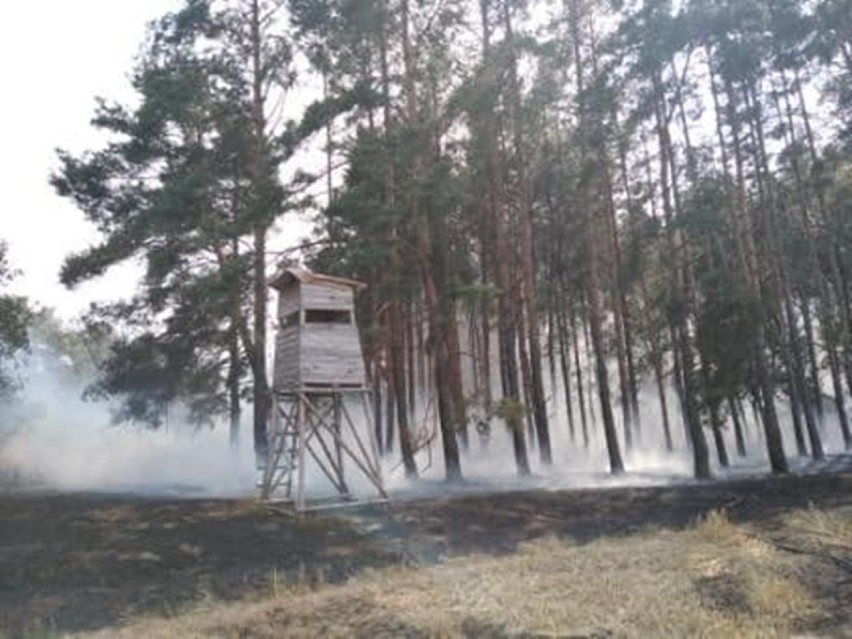Wielki pożar pól koło Droglowic. Ogień strawił 30 hektarów zbóż na pniu, kombajn i zajął las