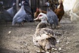 Obostrzenia nałożone z powodu ptasiej grypy w gminie Pęczniew zniesione. O jaki obszar chodzi?