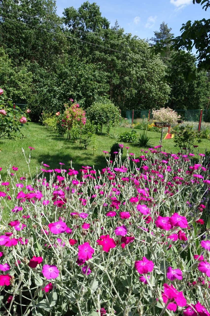 Konkurs na piękny ogród w gminie Skoki rozstrzygnięty. Kto zwyciężył? Zobaczcie zdjęcia ogrodów