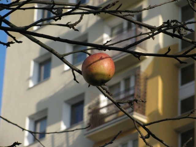 Dzień Jabłka