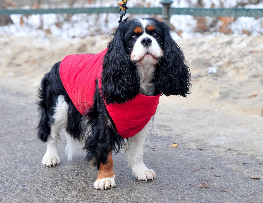 Psia moda na zimowych ulicach Krakowa. Francja elegancja, sportowy luz, a może ciepły skafanderek? ZDJĘCIA
