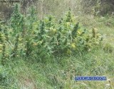 Głogowscy policjanci zlikwidowali plantację marihuany [ZDJĘCIA]