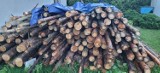 Mężczyzna odpowie za kradzież drzewa z lasu w gminie Szczerców