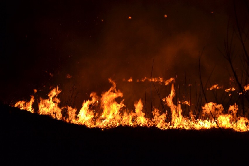 Palił się brzeg Ropy na Blichu w Gorlicach. Płomienie miały nawet metr wysokości, a w pobliżu są ogródki działkowe