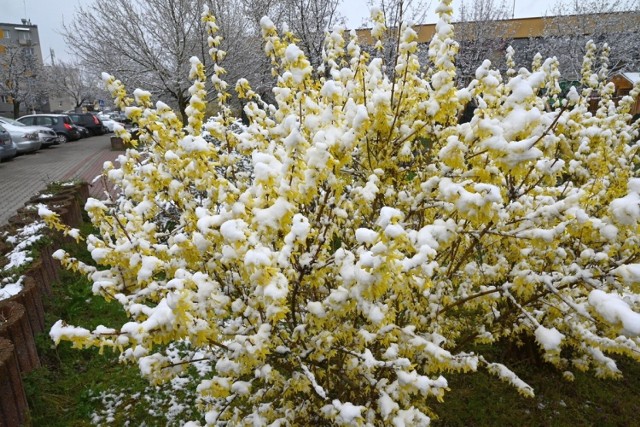 Pięknie wyglądają pokryte śniegiem kwitnące krzewy