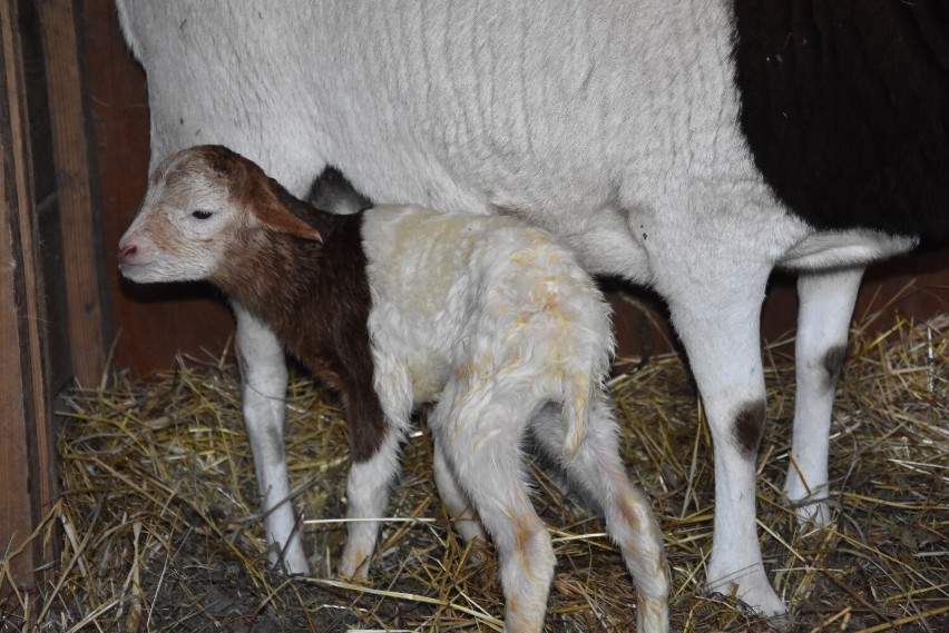 W szopce u Bernardynów w Tarnowie przyszła na świat owieczka somalijska. Będzie atrakcją tarnowskiego "Betlejem"  [ZDJĘCIA]