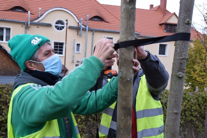 Nowe nasadzenia w okolicy Szkoły Podstawowej nr 13 w...