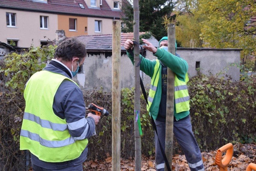 Pracownicy ZGK sadzą nowe drzewa w mieście.