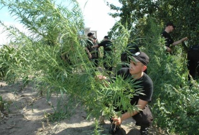 Policjanci zlikwidowali plantacje konopi indyjskich