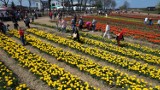 Chrzypsko Wielkie. Międzynarodowe Targi Tulipanów 2022 na zdjęciach z lotu ptaka z koncertami i konkursami w tle