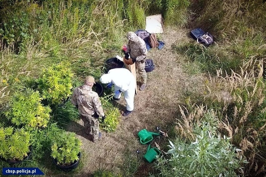 Wielkie plantacje marihuany pod Chełmżą. Aresztowano grupę organizatorów! To Kacper R. i inni z Chełmży