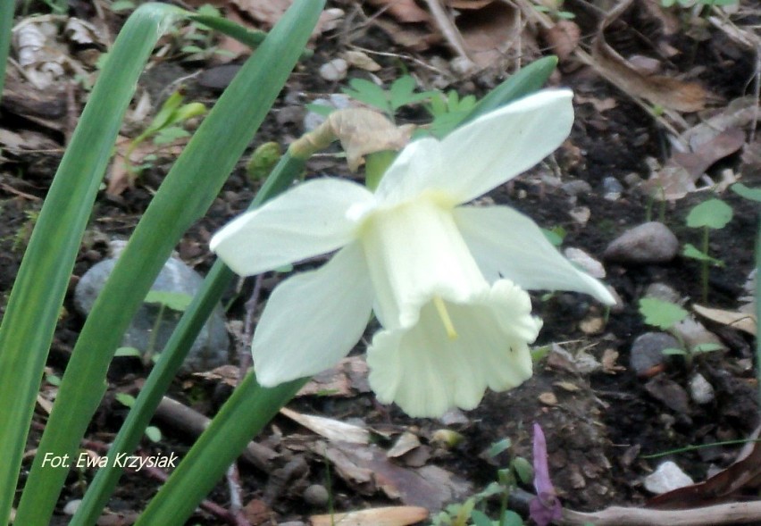 Wiosna w Ogrodzie Botanicznym UW (zdjęcia)