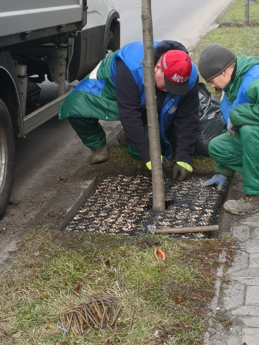 Drzewa na Kościuszki w Rybniku przed solą ochronią specjalne maty