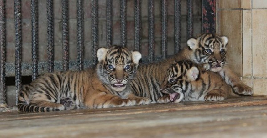 Urodzone niedawno w warszawskim Zoo trzy tygryski mają się...
