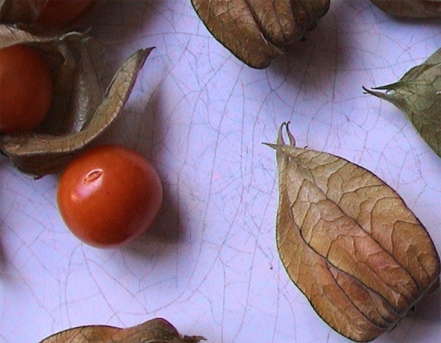 Miechunka jadalna (łac Physalis ) z rodziny &quot;psiankowatych&quot; jest kuzynką powszechnie znanego pomidora/fot.Paulina Plizga