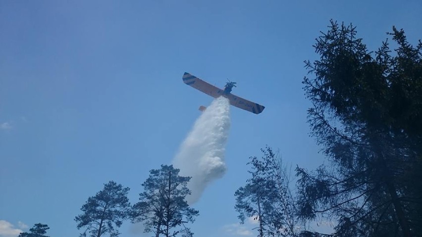 Pożar lasu w Jagodzińscu