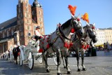 Kraków. Obrońcy zwierząt zabierają głos w sprawie upadku konia pod Wawelem