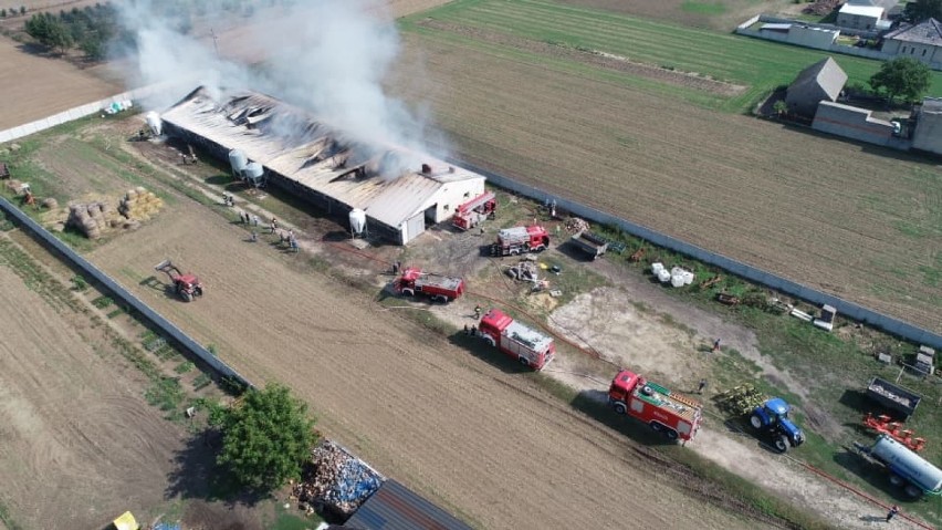 AKTUALIZACJA: Wielki pożar w Chwaliszewie. Spłonęło ok. 700 świń [ZDJĘCIA]                                       