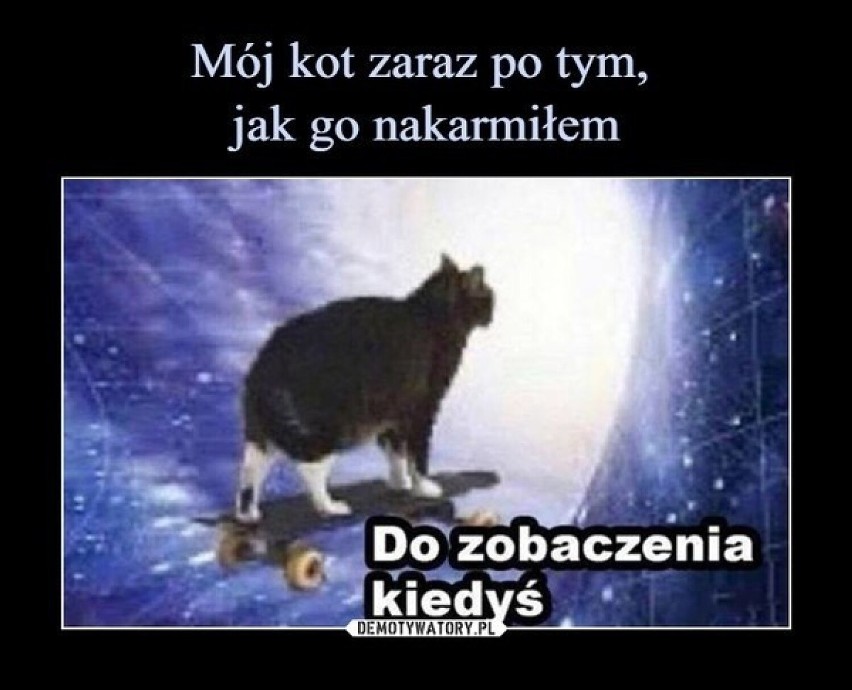 Oto najlepsze memy o kotach. Zobacz kolejne zdjęcia/plansze....