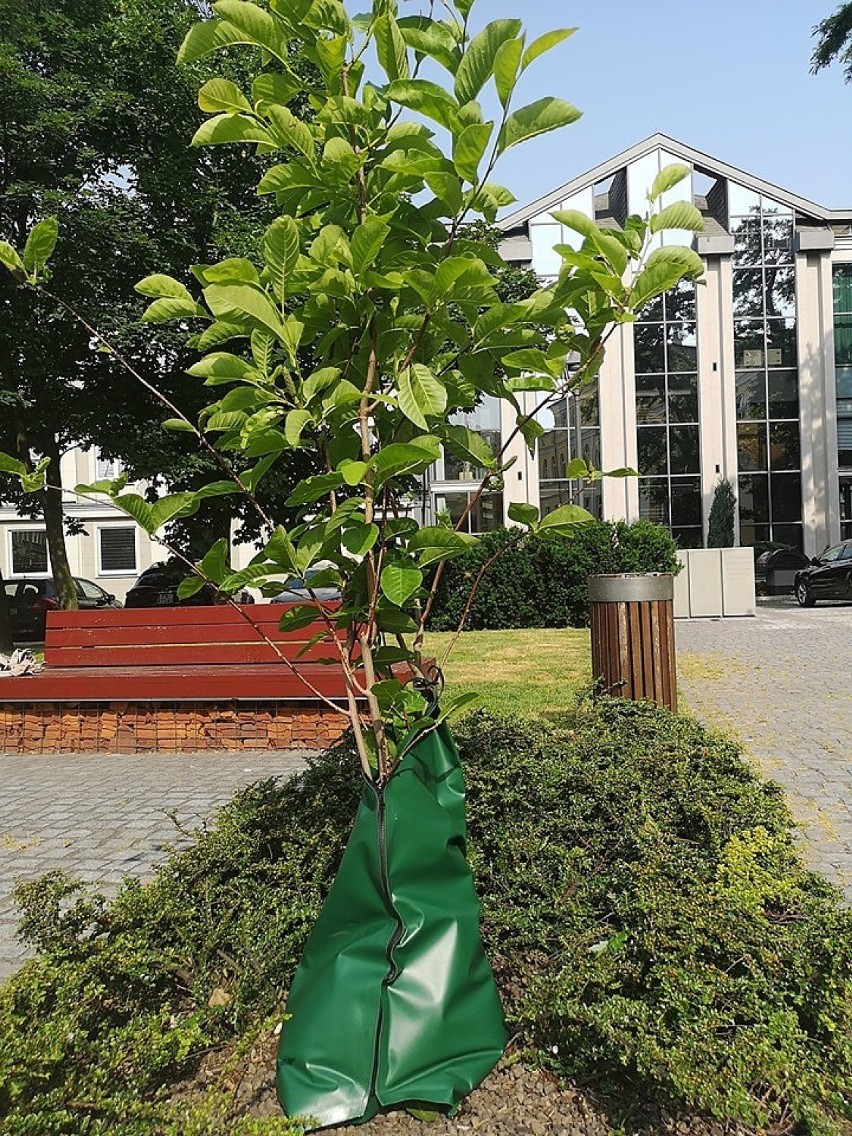 Przybędzie drzew na placu Rozmarek w Kaliszu