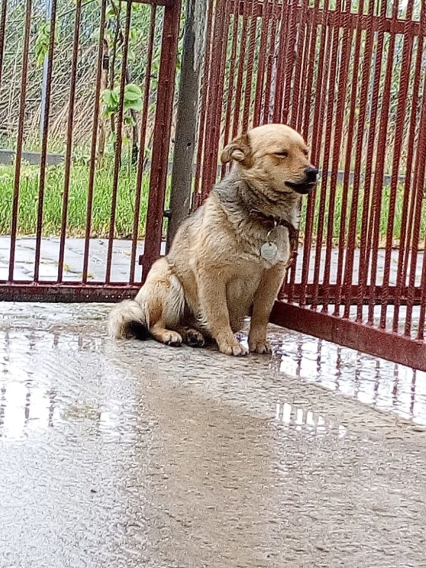 Psy do adopcji czekają w schronisku dla bezdomnych zwierząt w Opocznie [GALERIA ZDJĘĆ]