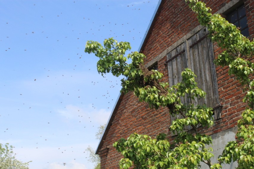 Rojenie się pszczół w Szostce w gminie Radziejów [zdjęcia]