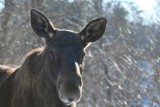 Na krajowej trójce zginęła samica łosia. To pierwszy taki przypadek na Dolnym Śląsku