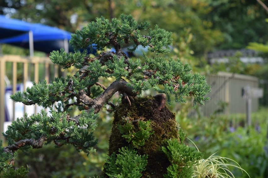 Sosna formowana Bonsai - cena: 5 900 zł
Sprzedam sosnę...