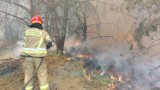 Potężny pożar koło Gorzowa. W akcji kilkadziesiąt zastępów straży, samoloty i drony