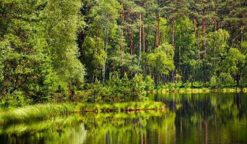 Las Puszcza Niepołomicka